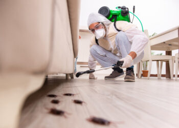 Rodent Infestation: How to Clean After It and Safety Gear (I)