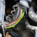 Rodent Infestation: Cleaning Vehicles, Gardens and Crops (III)
