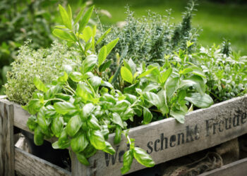 Culinary Herbs Through the Seasons: Growing, Harvesting & Cooking