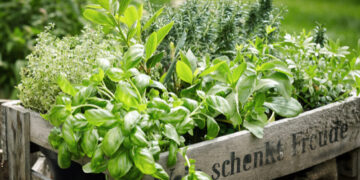 Culinary Herbs Through the Seasons: Growing, Harvesting & Cooking