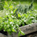 Culinary Herbs Through the Seasons: Growing, Harvesting & Cooking