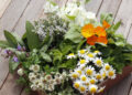 Grow Your Own Apothecary: Container Gardening for Medicinal Herbs