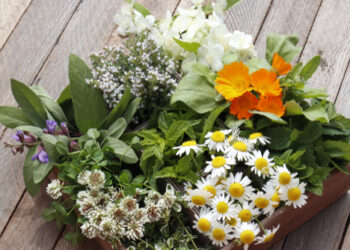 Grow Your Own Apothecary: Container Gardening for Medicinal Herbs