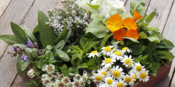 Grow Your Own Apothecary: Container Gardening for Medicinal Herbs