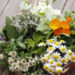 Grow Your Own Apothecary: Container Gardening for Medicinal Herbs
