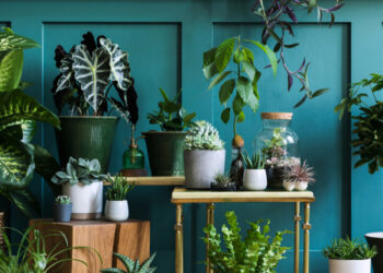 Indoor Air Quality: Purifying Your Space with Plants & Clean Air Practices