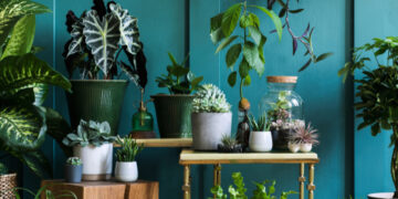 Indoor Air Quality: Purifying Your Space with Plants & Clean Air Practices