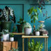 Indoor Air Quality: Purifying Your Space with Plants & Clean Air Practices