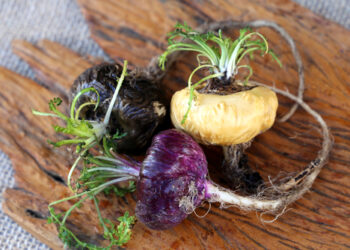 Incorporating Maca for Hormone Balance & Energy Support