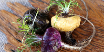 Incorporating Maca for Hormone Balance & Energy Support