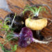 Incorporating Maca for Hormone Balance & Energy Support