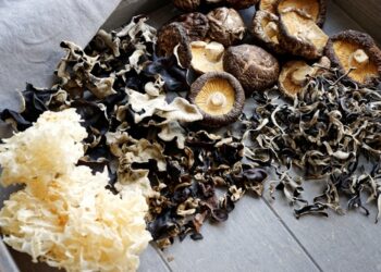 The Power of Medicinal Mushrooms: Reishi, Lion’s Mane & More