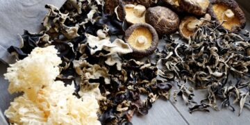The Power of Medicinal Mushrooms: Reishi, Lion’s Mane & More