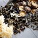 The Power of Medicinal Mushrooms: Reishi, Lion’s Mane & More