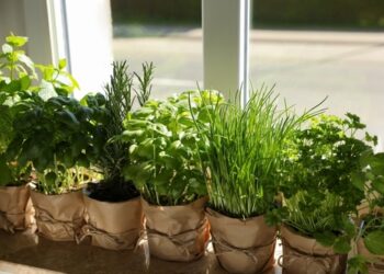 Culinary Herbs with Medicinal Benefits: Sage, Thyme & Beyond