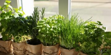 Culinary Herbs with Medicinal Benefits: Sage, Thyme & Beyond
