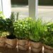 Culinary Herbs with Medicinal Benefits: Sage, Thyme & Beyond