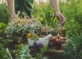 Wildcrafting 101: Safely Harvesting Herbs in Nature