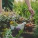 Wildcrafting 101: Safely Harvesting Herbs in Nature
