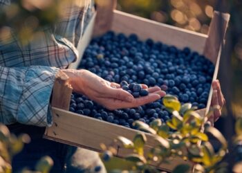 Berry Benefits: Antioxidant-Rich Superfruits You Need in Your Diet