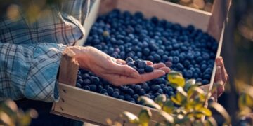 Berry Benefits: Antioxidant-Rich Superfruits You Need in Your Diet