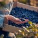 Berry Benefits: Antioxidant-Rich Superfruits You Need in Your Diet
