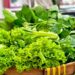 Spring Greens & Fresh Herbs: Light Recipes for the New Season
