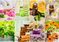 Plant-Powered Beauty: Key Botanicals for a Healthy Glow